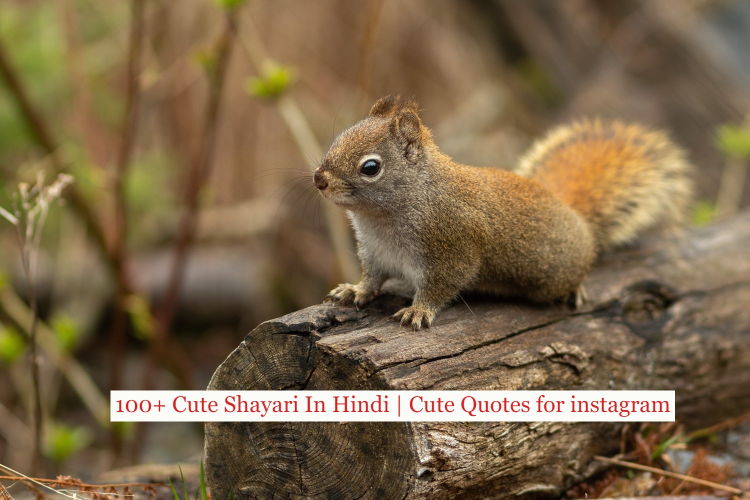 100+ Cute Shayari In Hindi | Cute Quotes for instagram