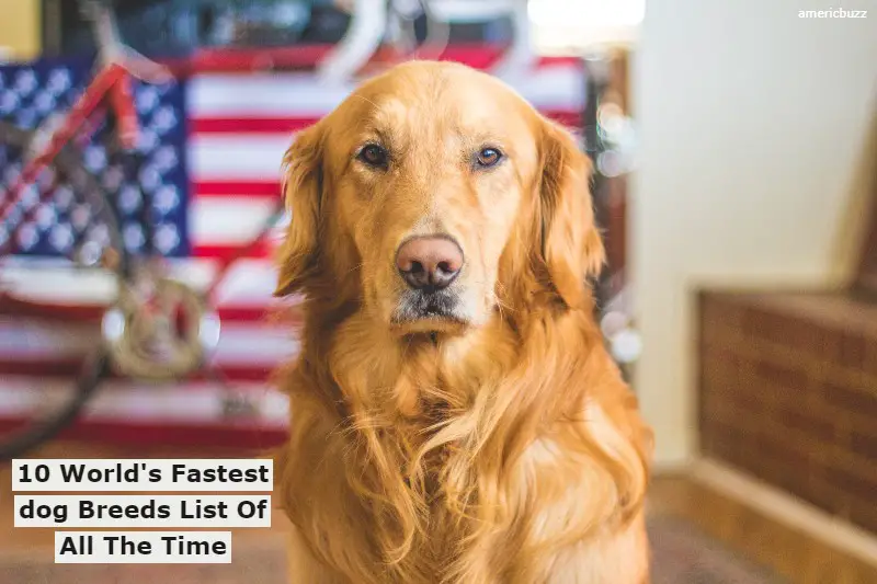 10 World's Fastest dog Breeds List Of All The Time