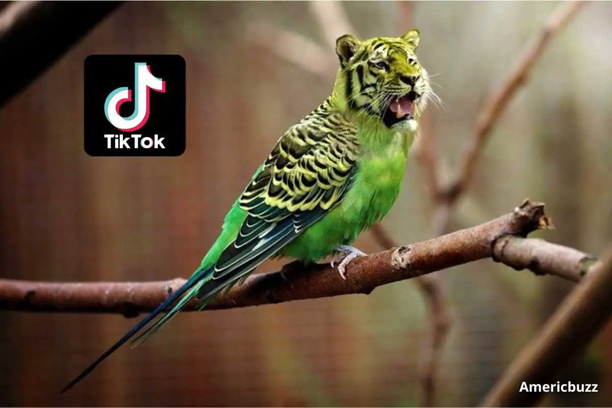 What Does Art Of The Zoo Mean On TikTok?