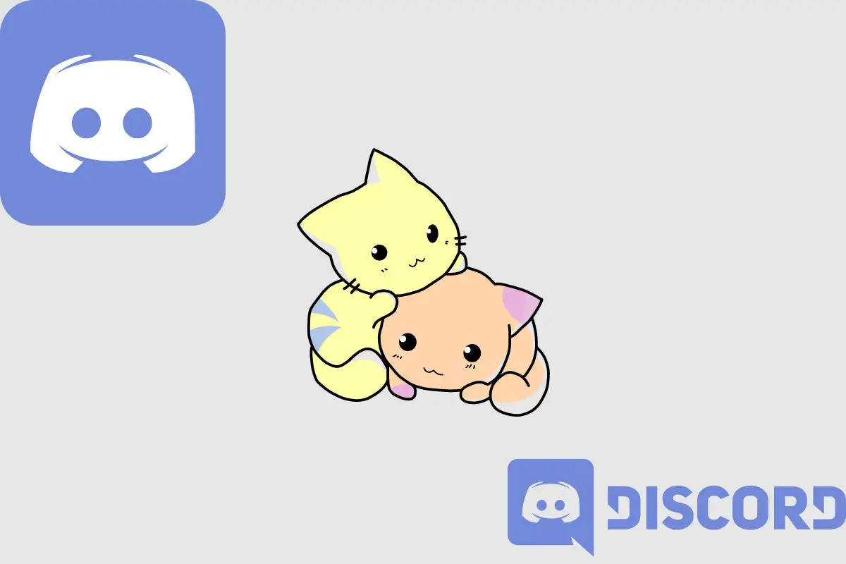 What Is A Discord Kitten?